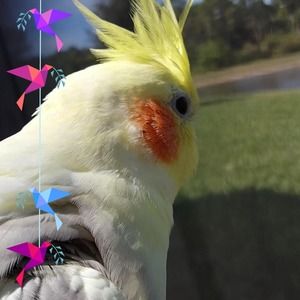 Meet your Posher, Alyssa